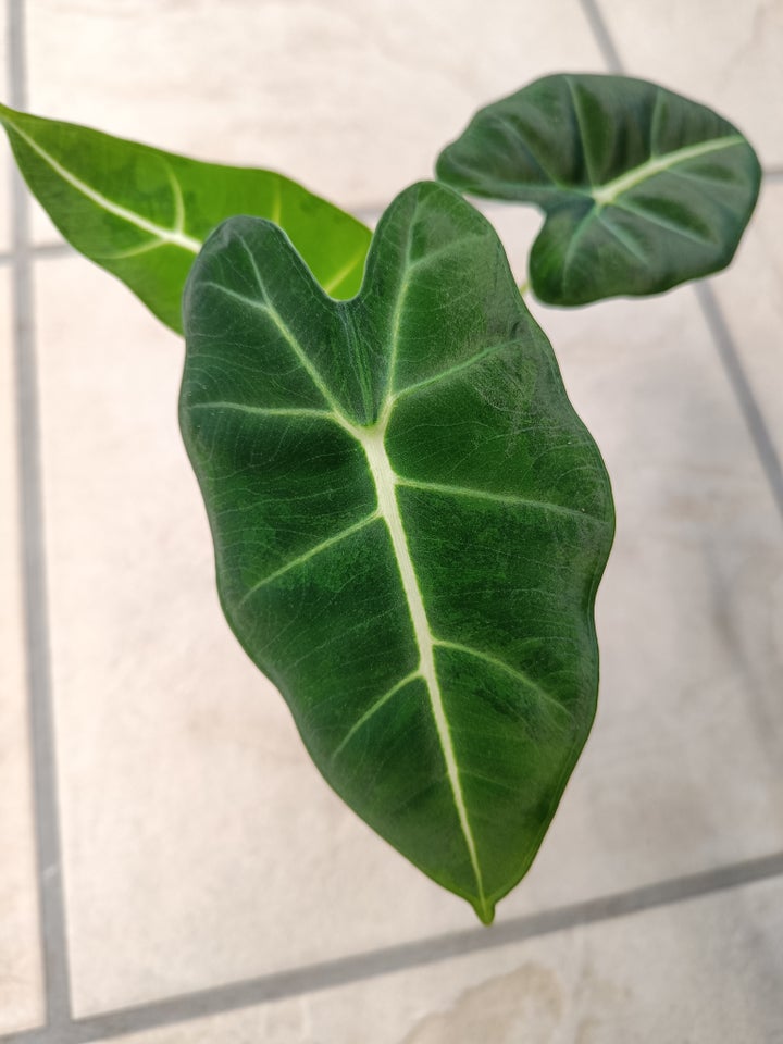 Alocasia, Green on green