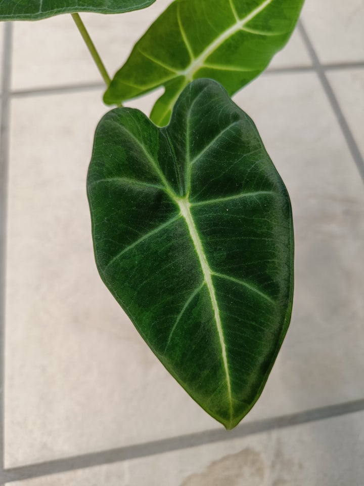 Alocasia, Green on green