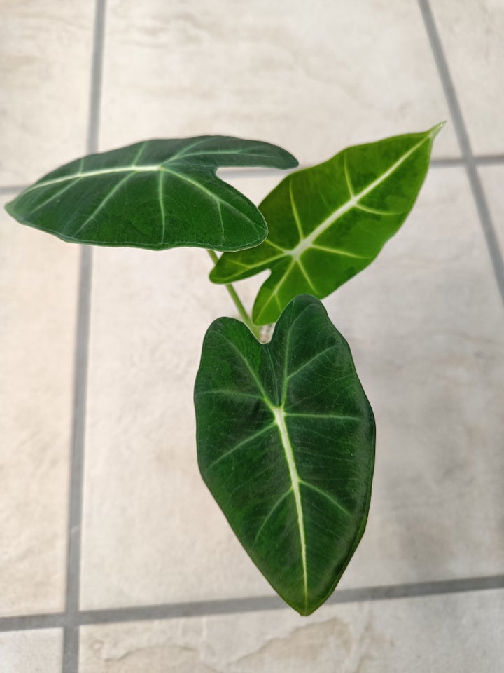 Alocasia, Green on green