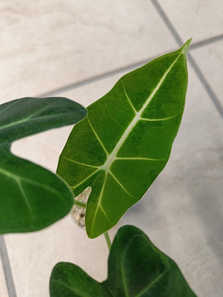 Alocasia, Green on green