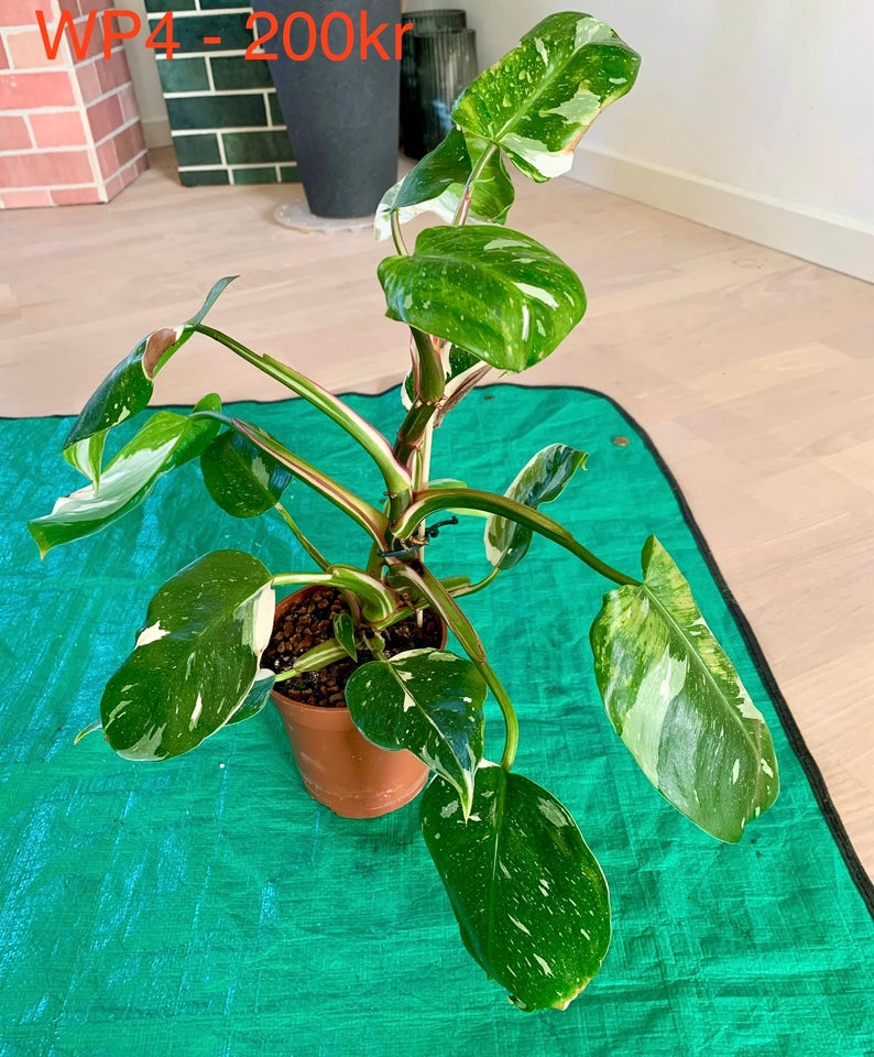 Philodendron White Princess,