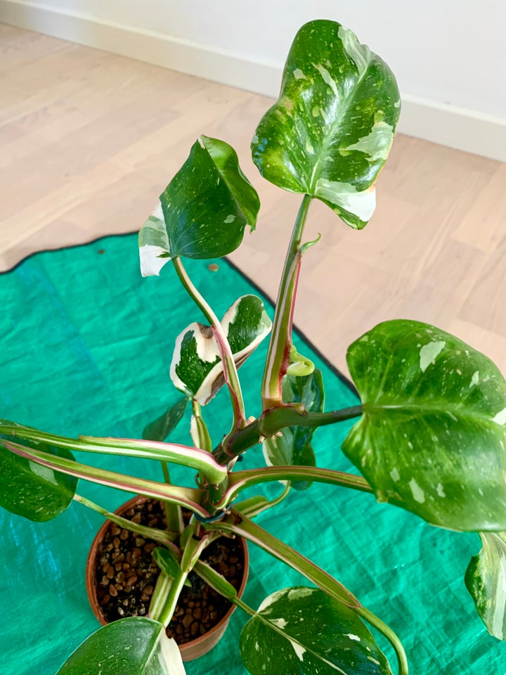 Philodendron White Princess,