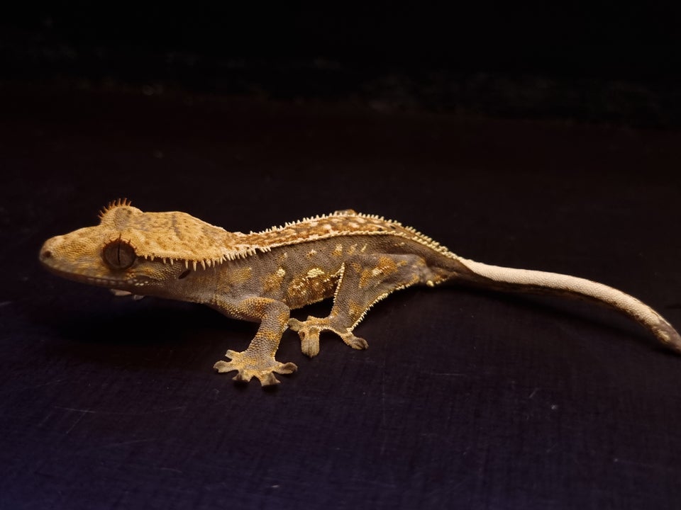 Gekko, Kronegekko