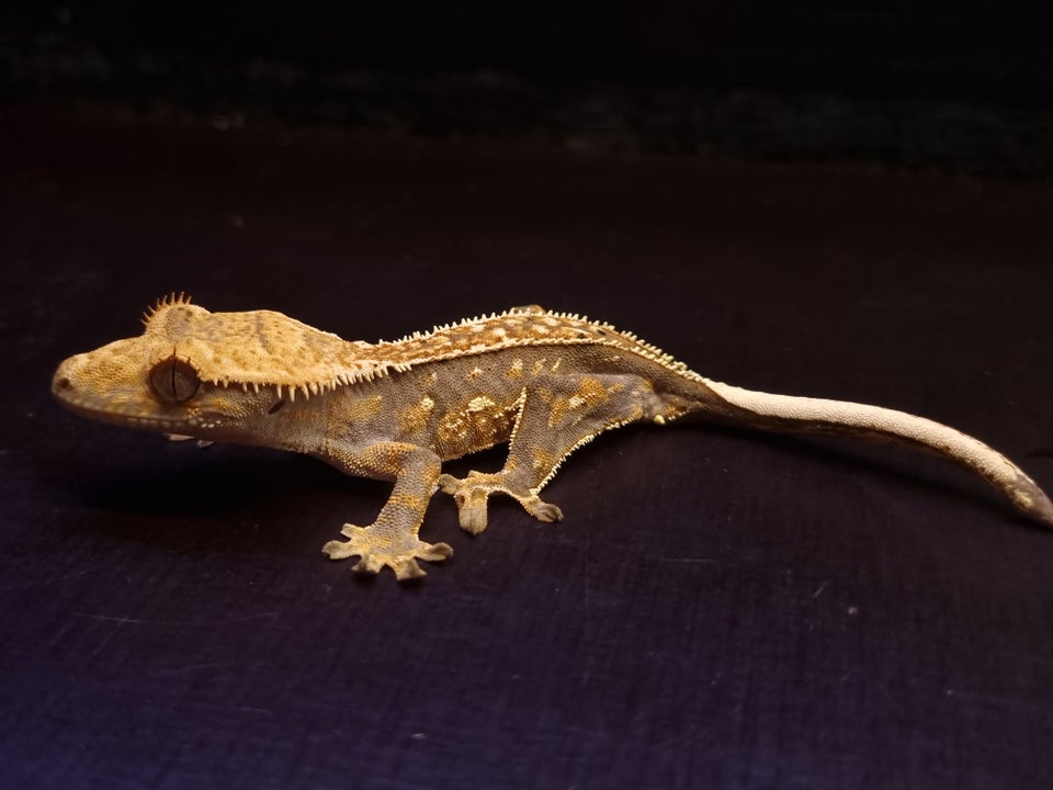 Gekko, Kronegekko