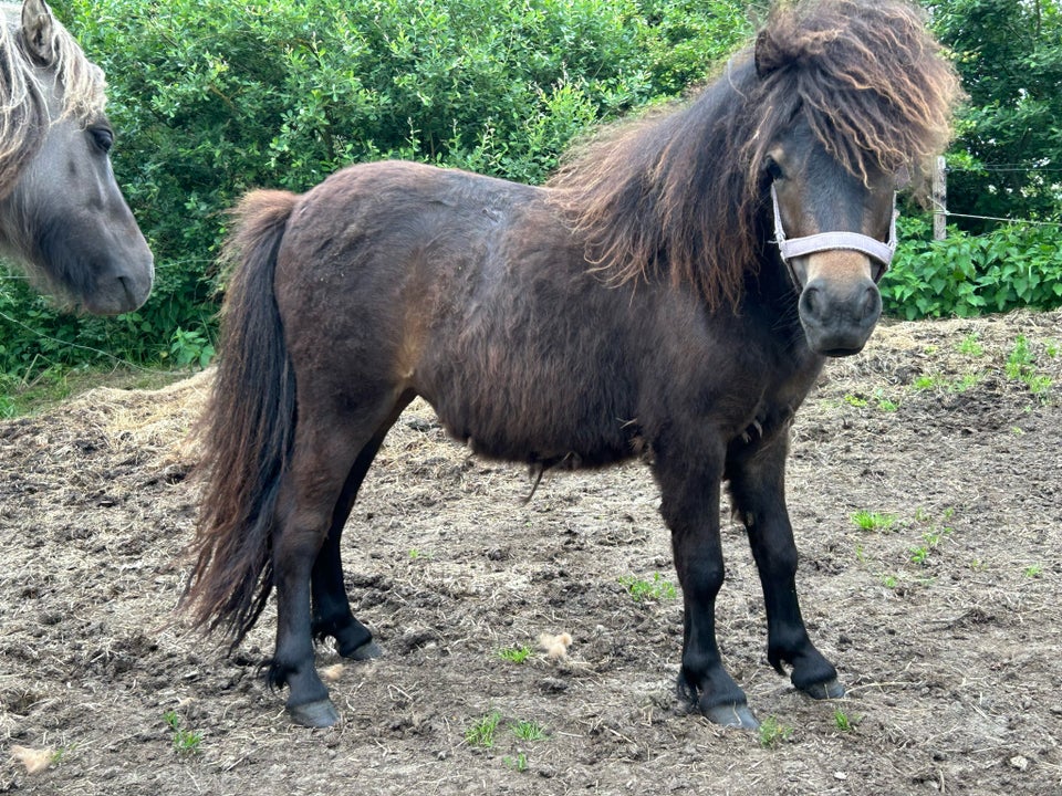 Shetlandspony hoppe 1 år