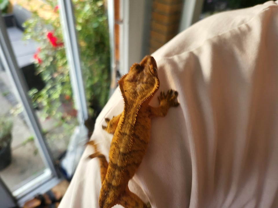 Gekko, Kronegekko