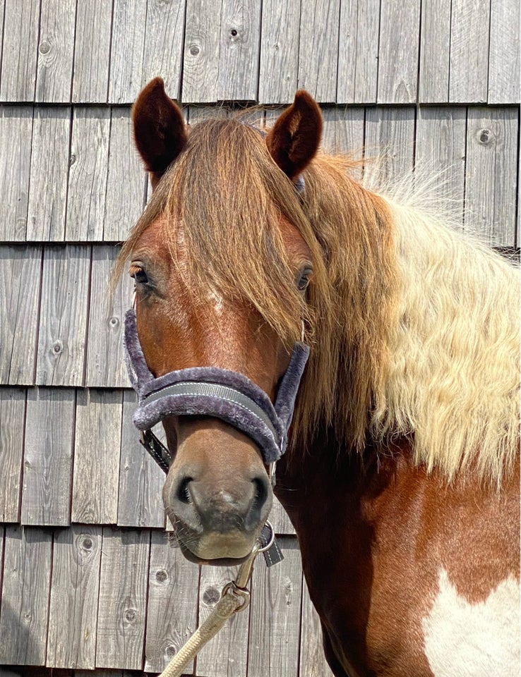 Blanding vallak 3 år