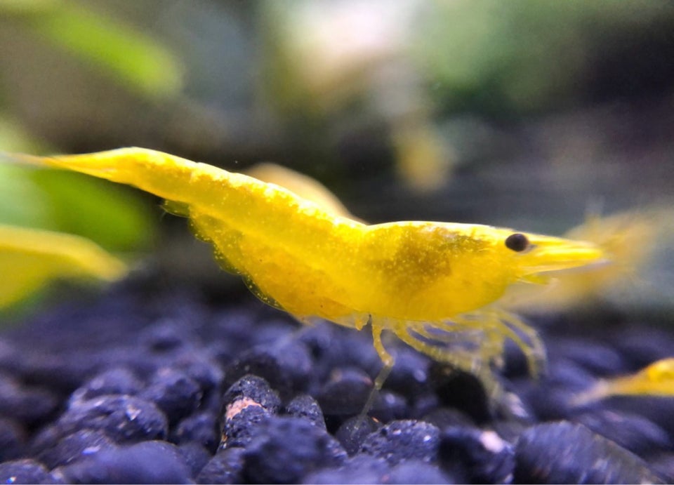 Yellow Fire Neocaridina