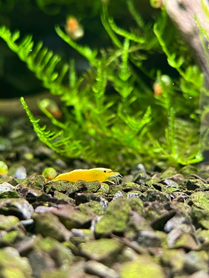 Yellow Fire Neocaridina