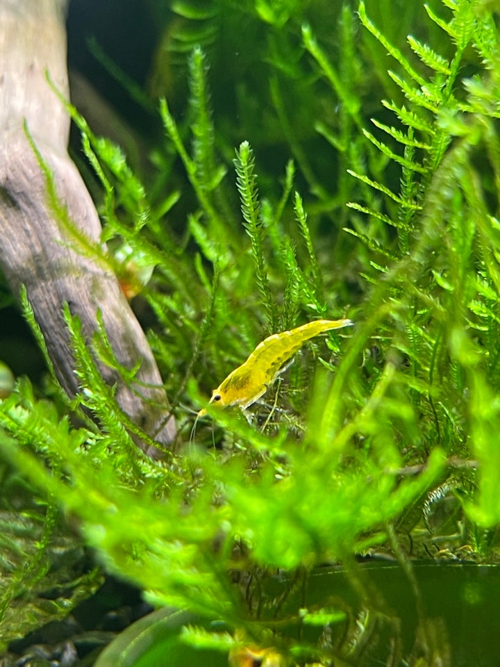 Yellow Fire Neocaridina