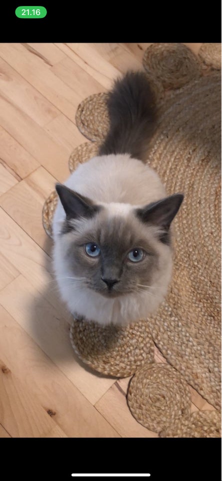 Ragdoll, hankat, 4 år