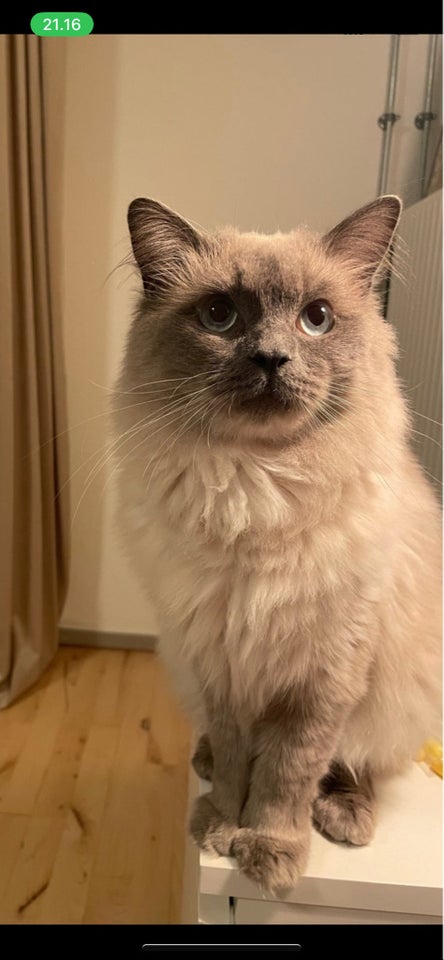 Ragdoll, hankat, 4 år