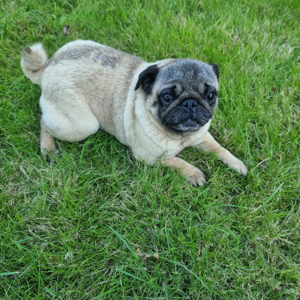 Mops, hund, 3 år