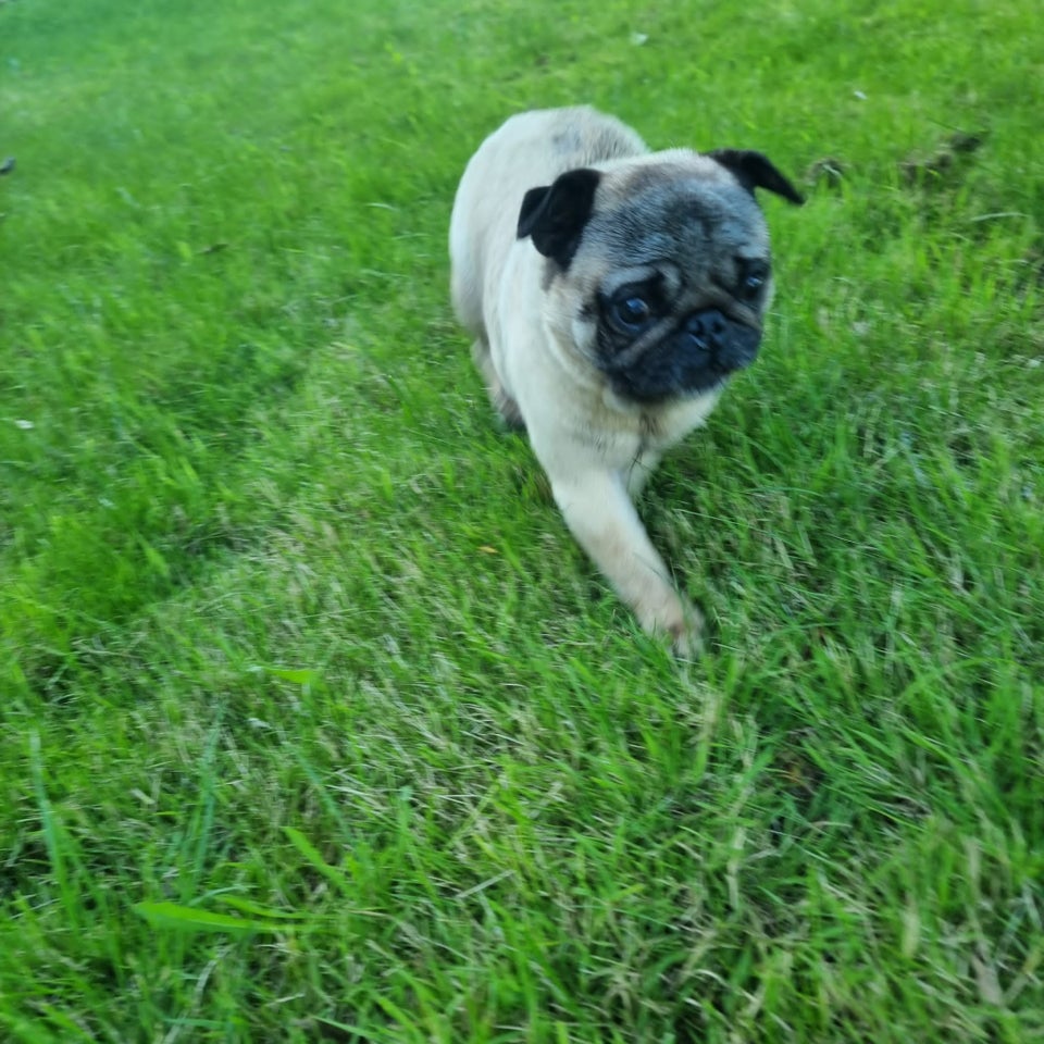 Mops, hund, 3 år