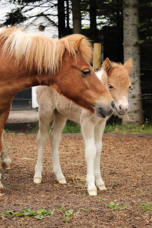 Shetlandspony, hingst, 0 år