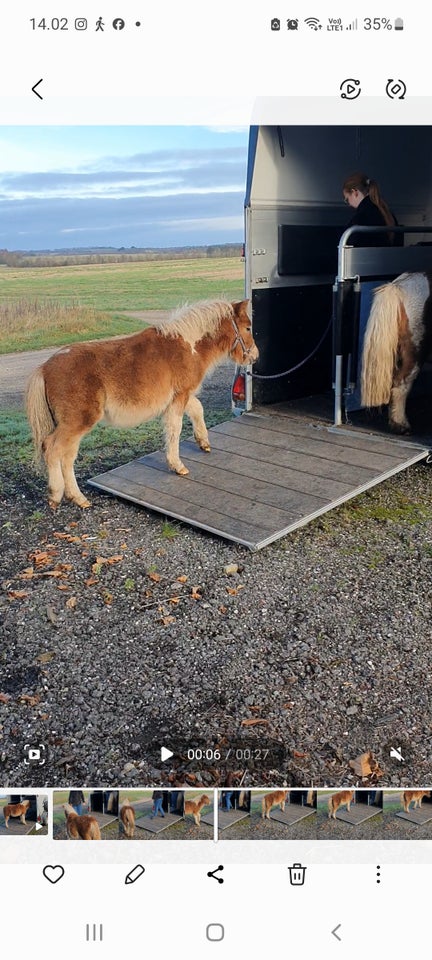 Shetlandspony, hingst, 0 år