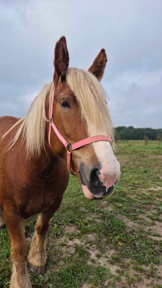 Jysk - koldblod, hoppe, 4 år