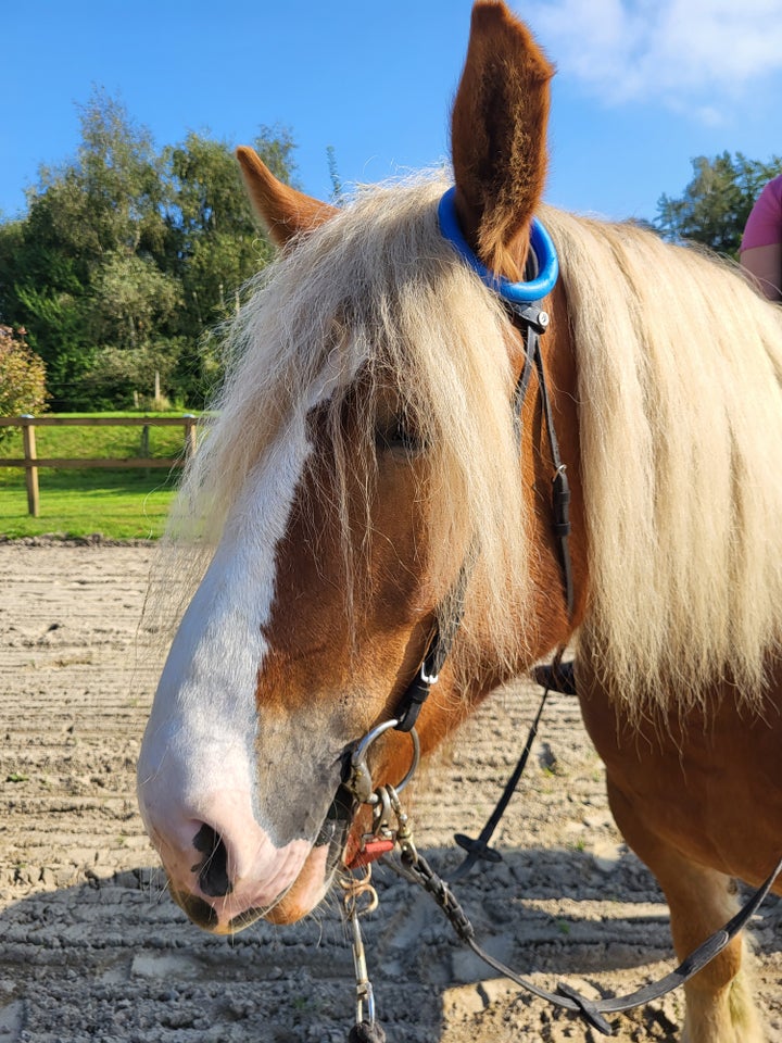 Jysk - koldblod, hoppe, 4 år