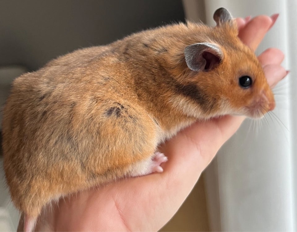 Hamster, Guldhamster , 0 år