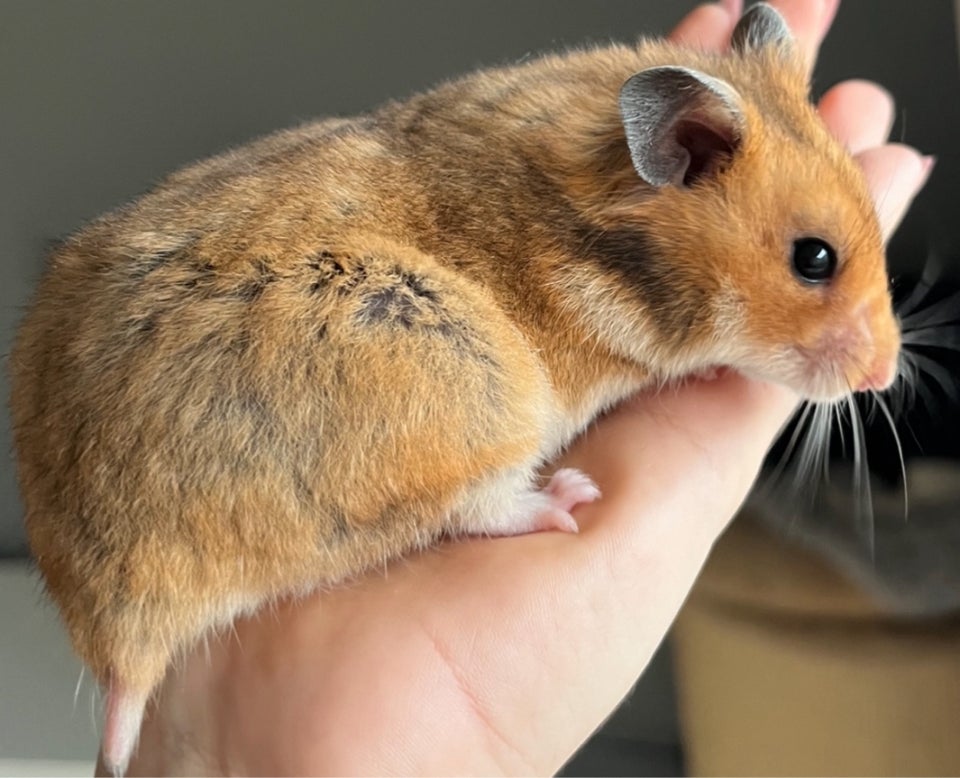 Hamster, Guldhamster , 0 år