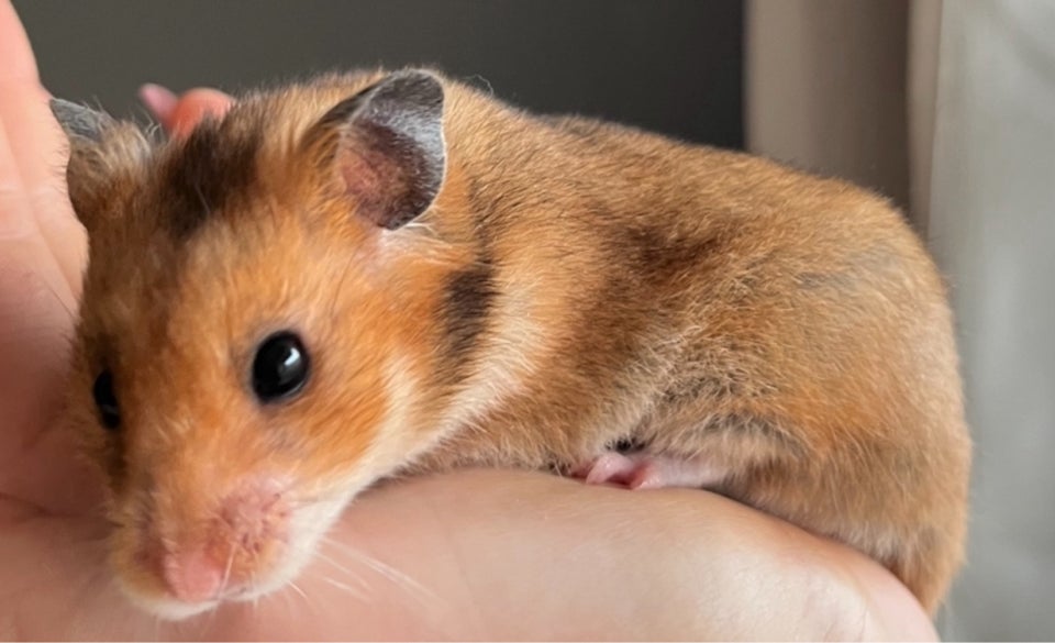 Hamster, Guldhamster , 0 år