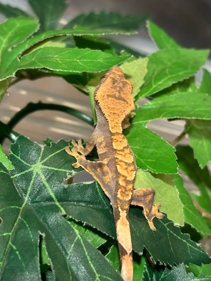 Gekko, Kronegekko