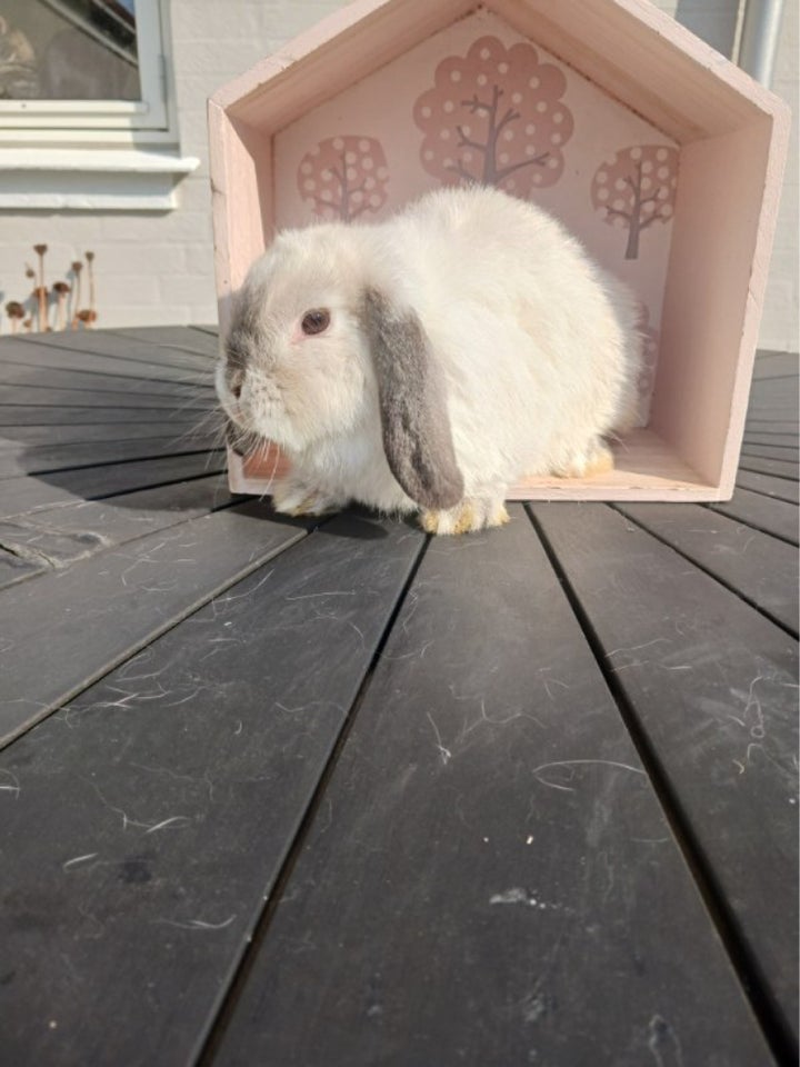 Kanin Mini lop 0 år