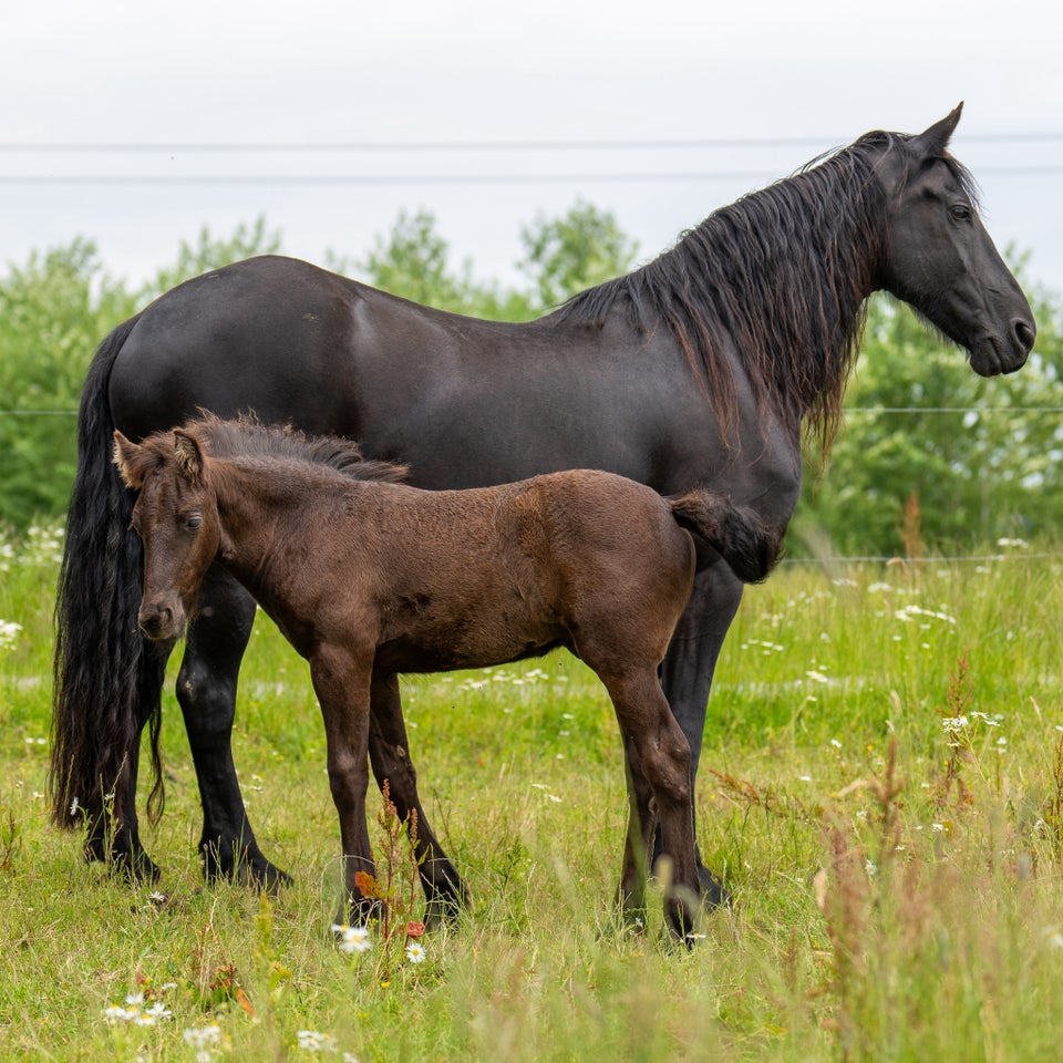 Frieser hingst 0 år