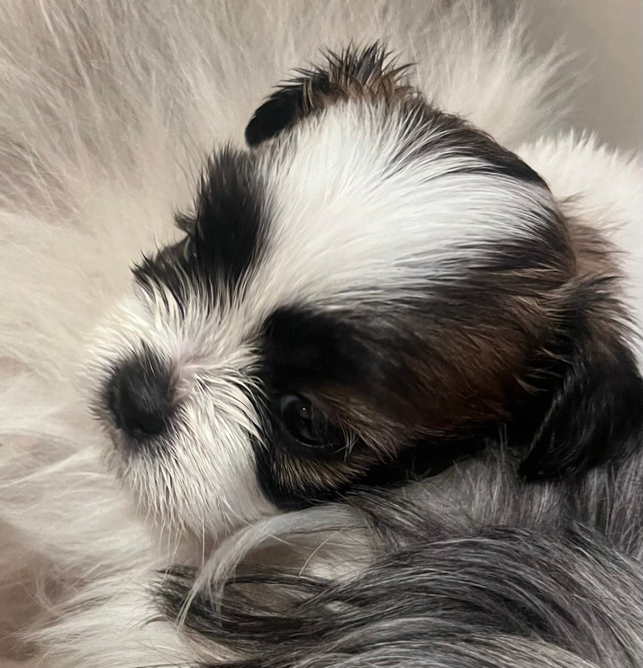 Lhasa Apso/Shih Tzu, hvalpe, 4 uger