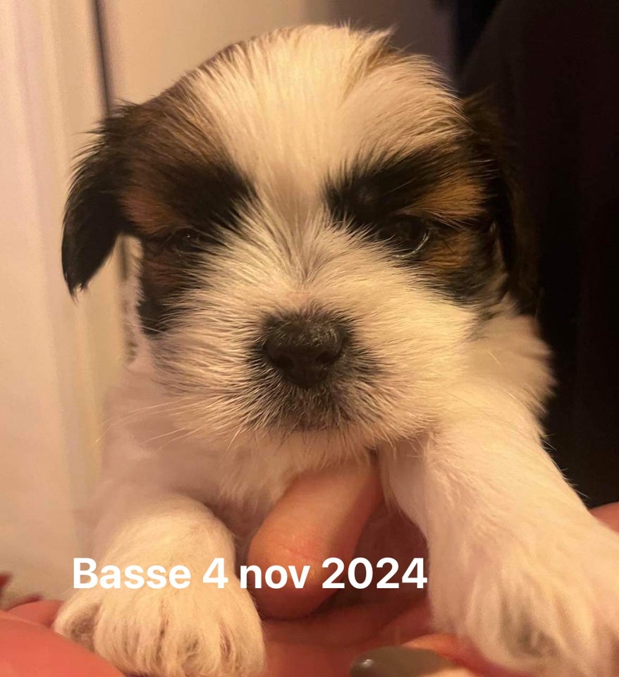 Lhasa Apso/Shih Tzu, hvalpe, 4 uger