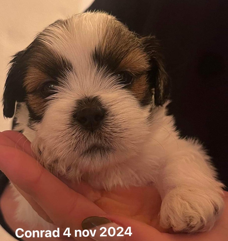 Lhasa Apso/Shih Tzu, hvalpe, 4 uger