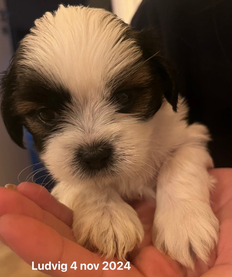 Lhasa Apso/Shih Tzu, hvalpe, 4 uger