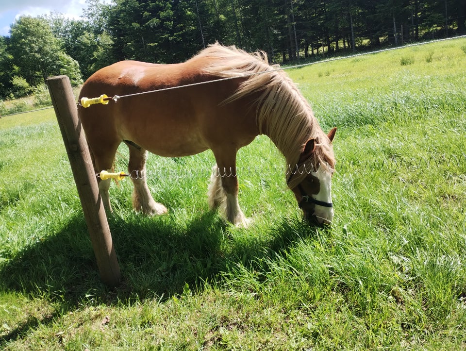 Irish Cob vallak 4 år