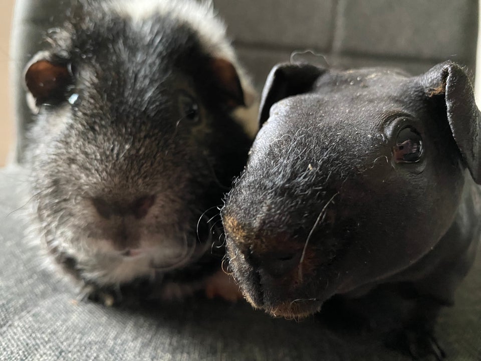 Marsvin, Skinny og Teddy, 0 år