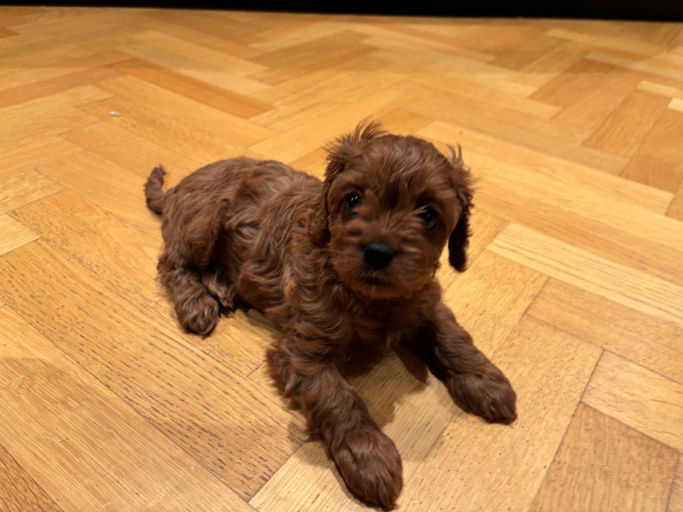 Cavapoo, hvalpe, 8 uger