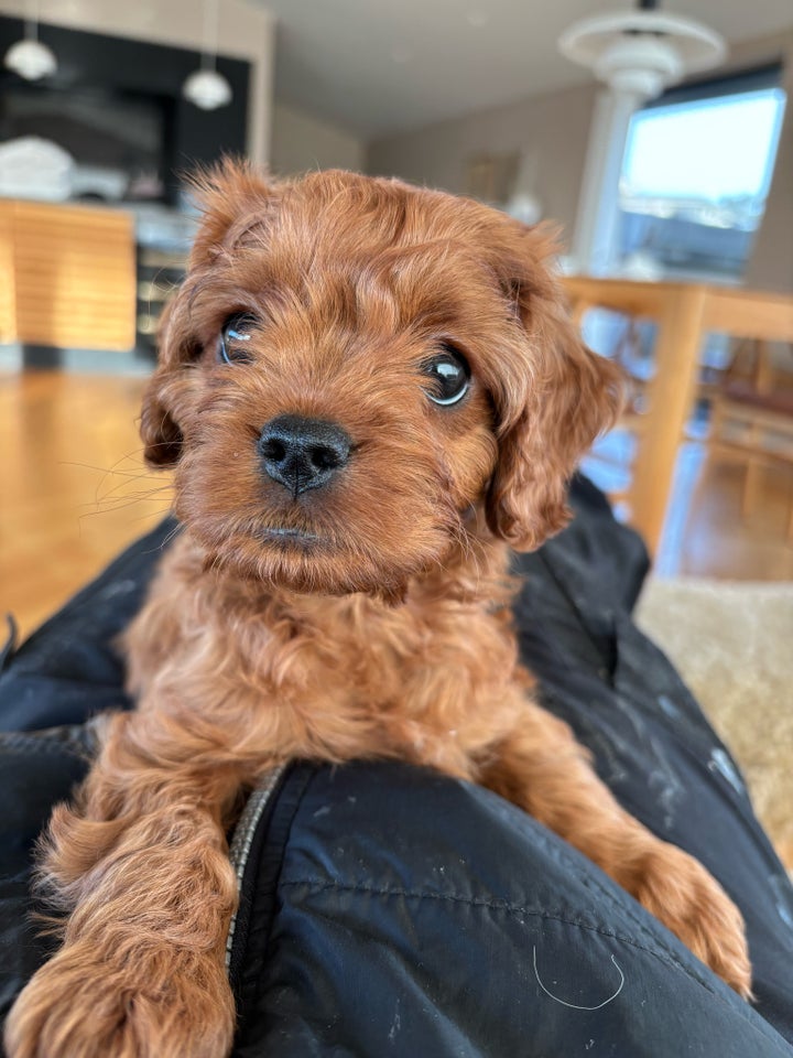 Cavapoo, hvalpe, 8 uger