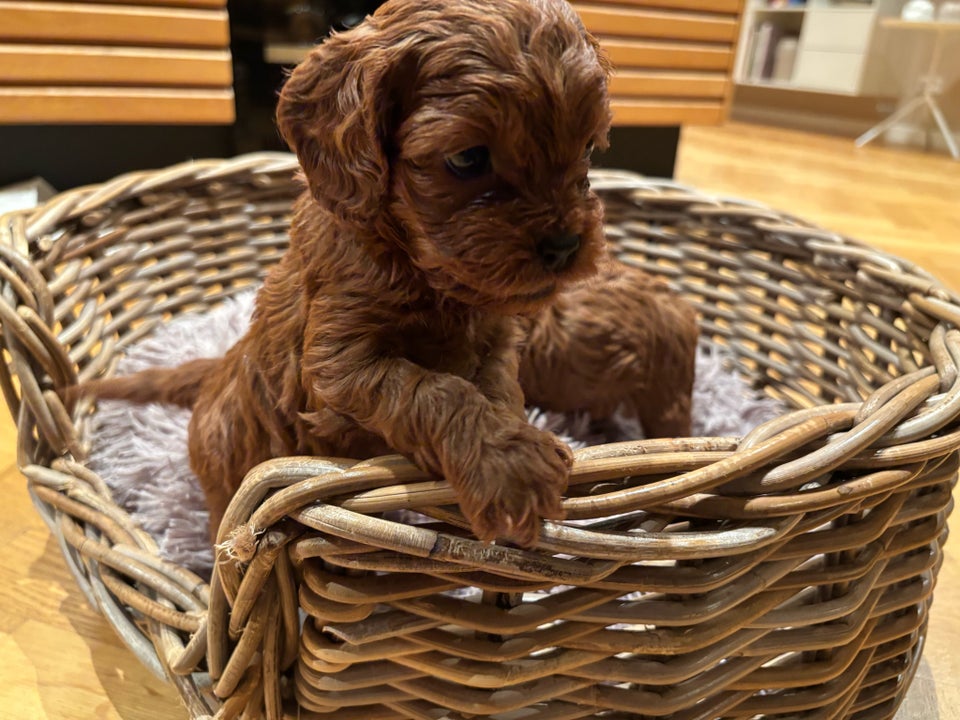 Cavapoo, hvalpe, 8 uger