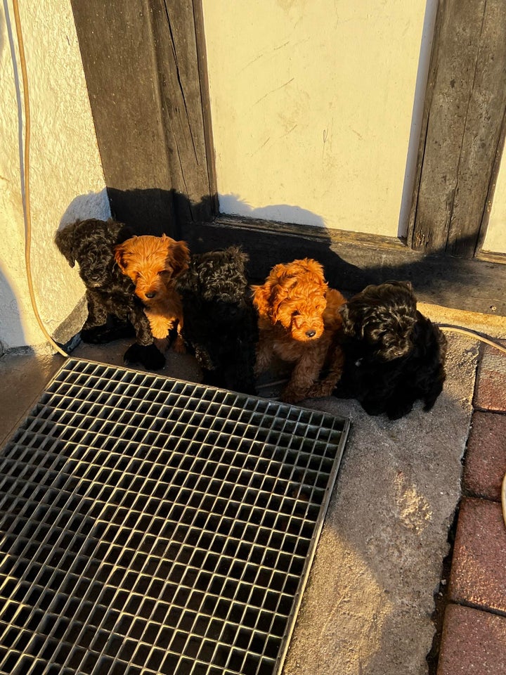 Cavapoo hvalpe 4 mdr