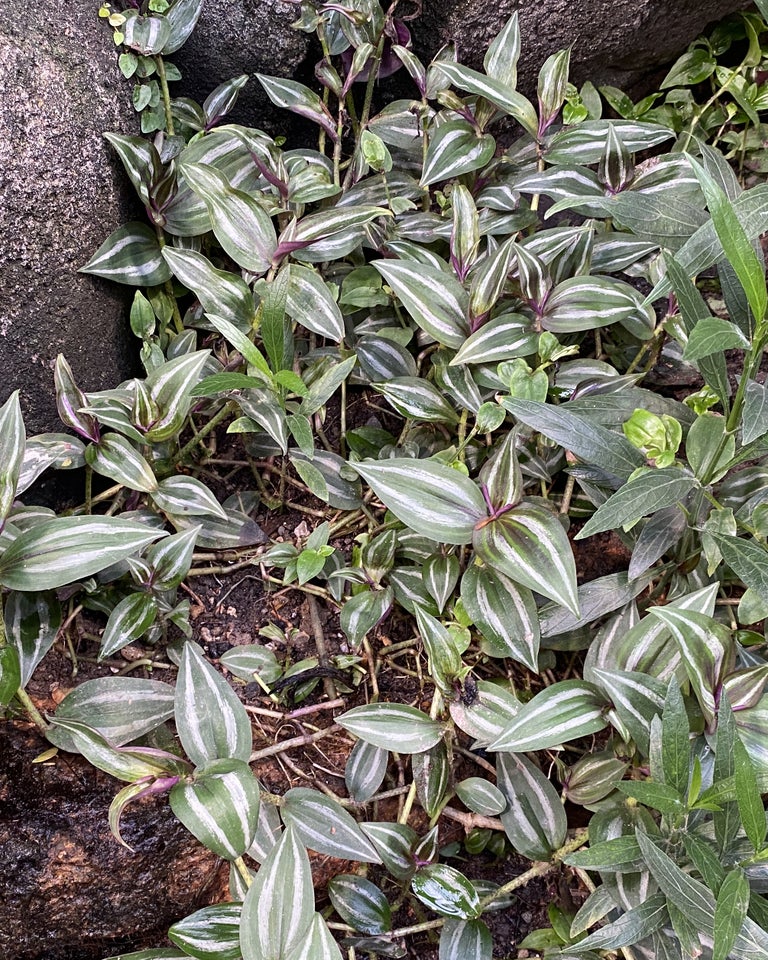 Potteplanter Tradescantia