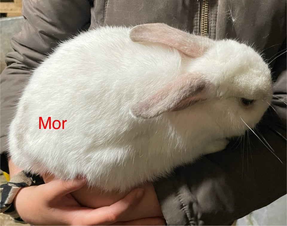 Kanin Mini lop 0 år