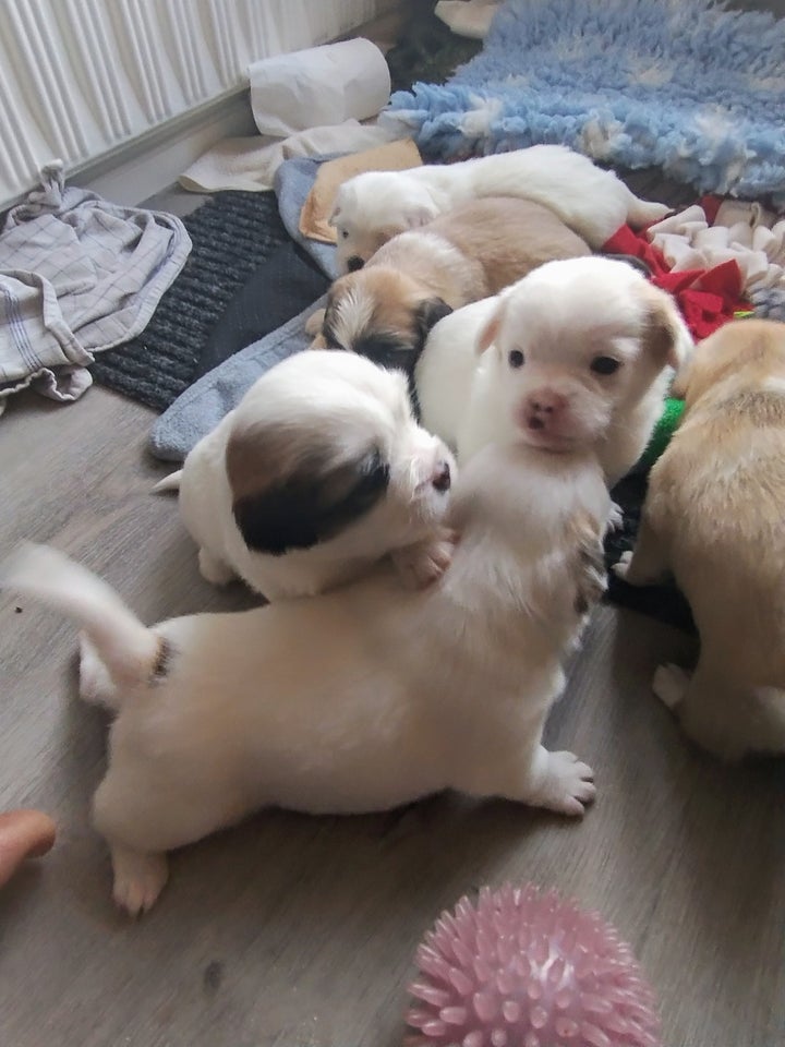 Tibetansk Spaniel, Japanese