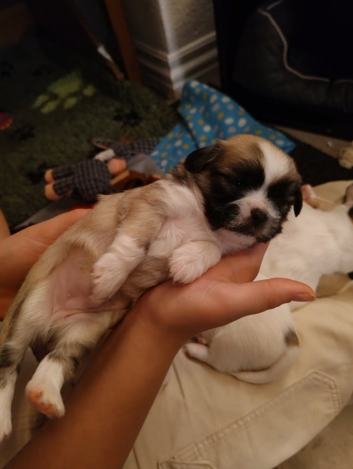 Tibetansk Spaniel, Japanese