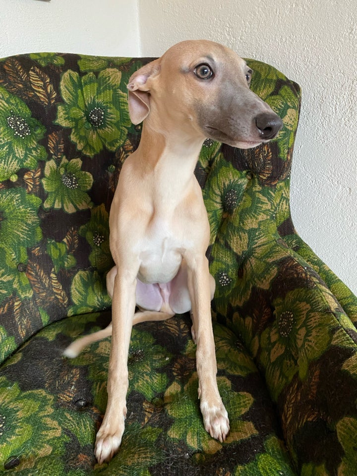 Whippet/ Mynde, hund, 12 mdr.