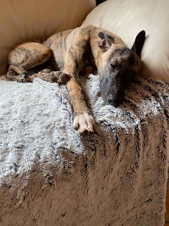 Whippet/ Mynde, hund, 12 mdr.