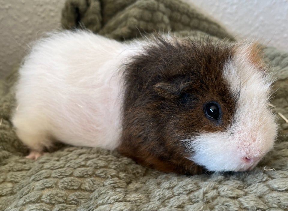 Marsvin, Teddy, 1 år