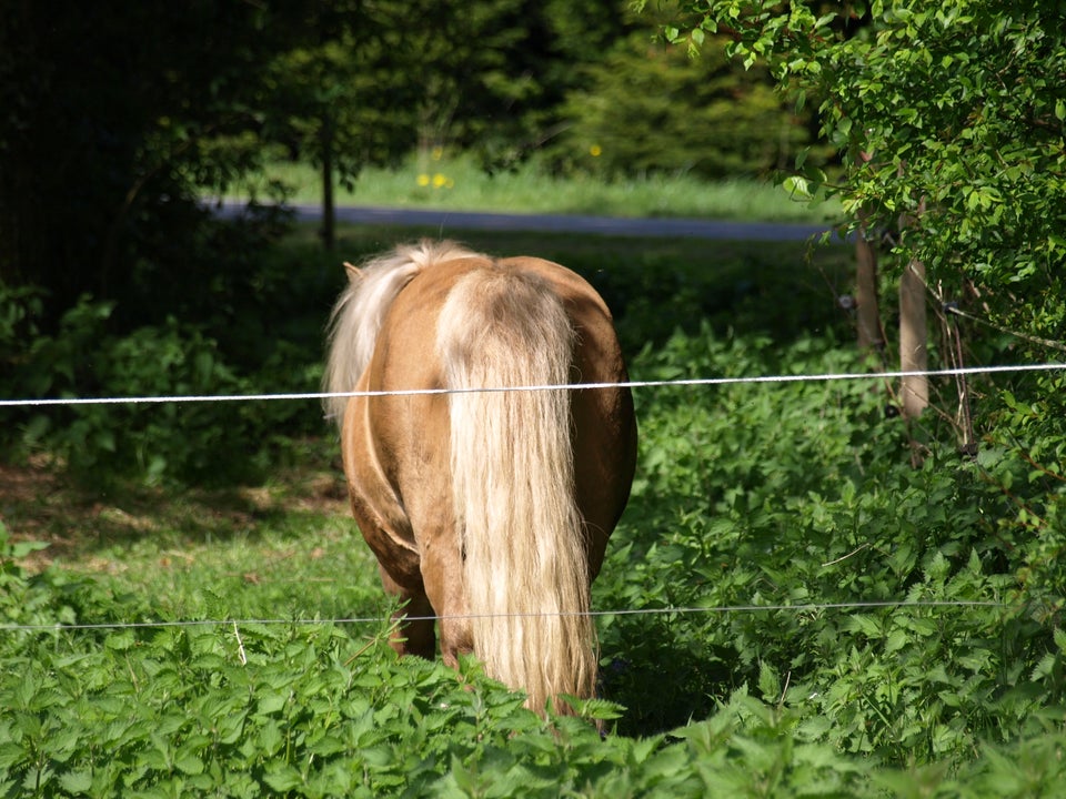 Shetlandspony hingst 12 år