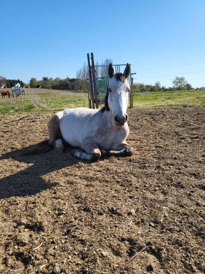 Blanding, hoppe, 6 år