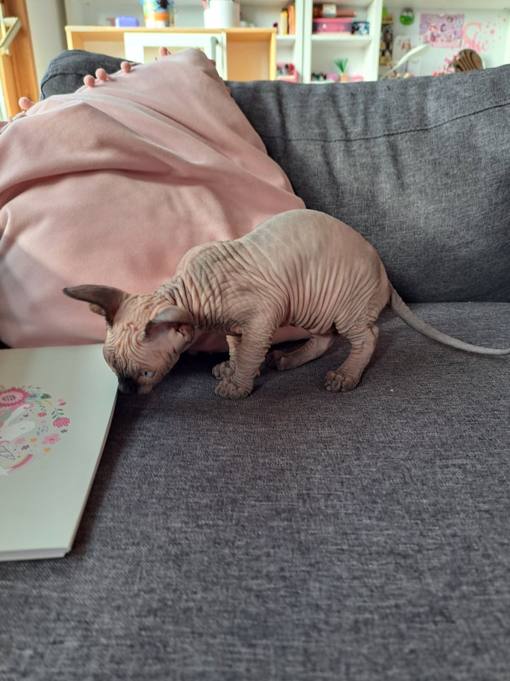 Sphynx hankilling 12 uger