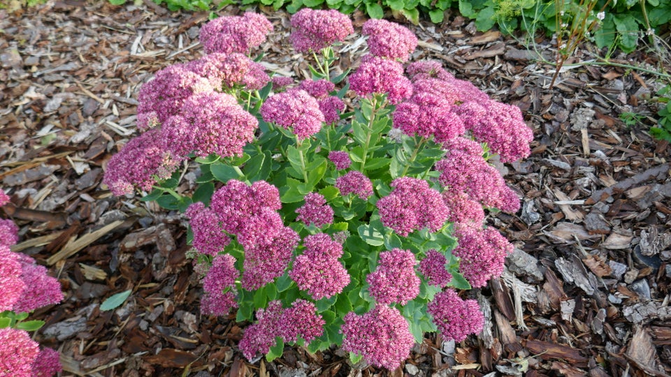 Sct Hansurt - Herbst Freude, Sedum