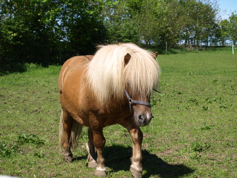 Shetlandspony hingst 12 år